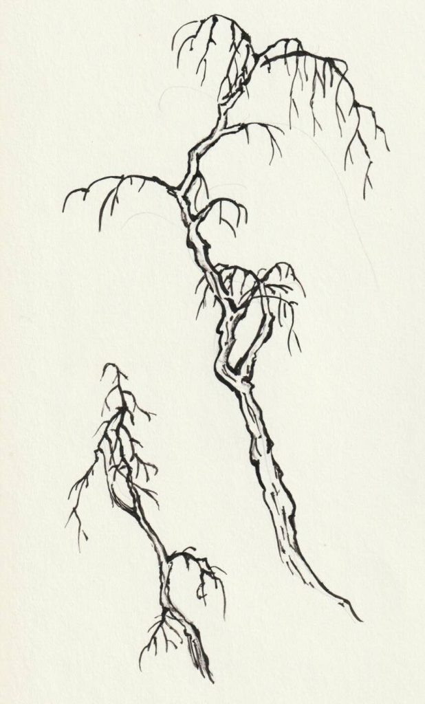 Trees 12