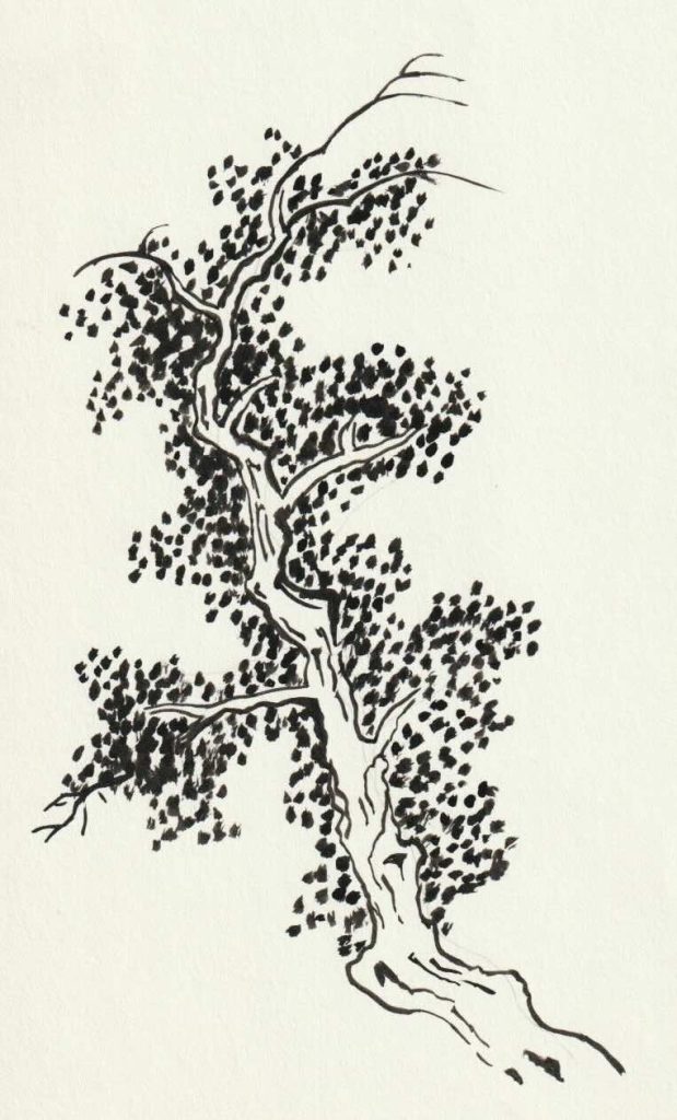 Trees 15