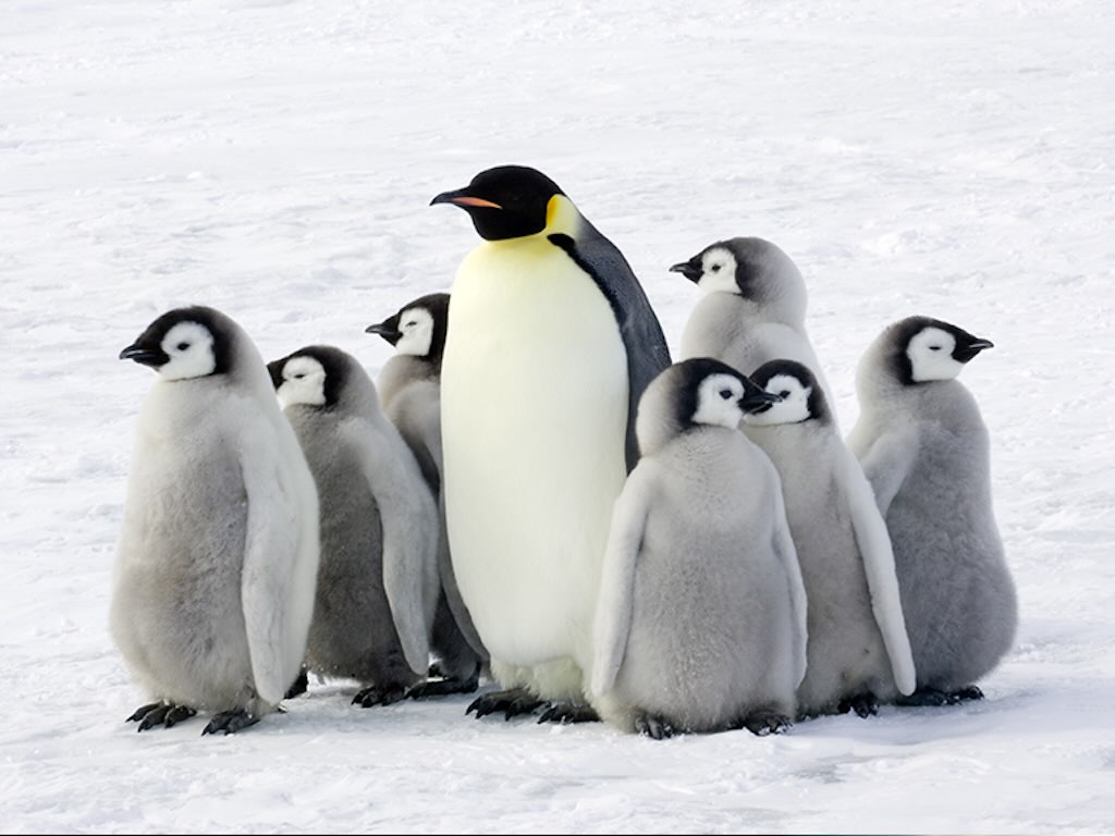 chicks-king-penguins