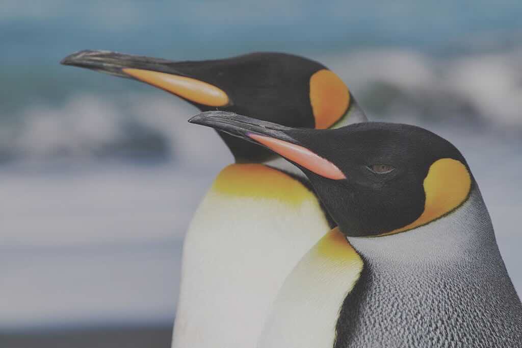 closeup-king-penguins