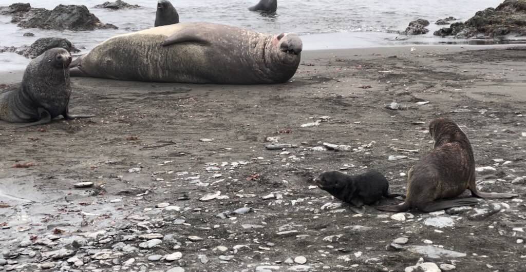 elephant-seal-rosita-island