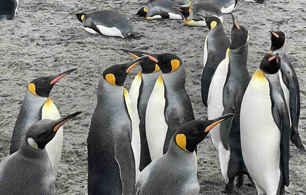 group-king-penguins