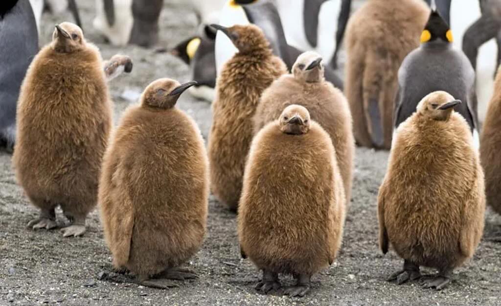 king-penguin-chicks