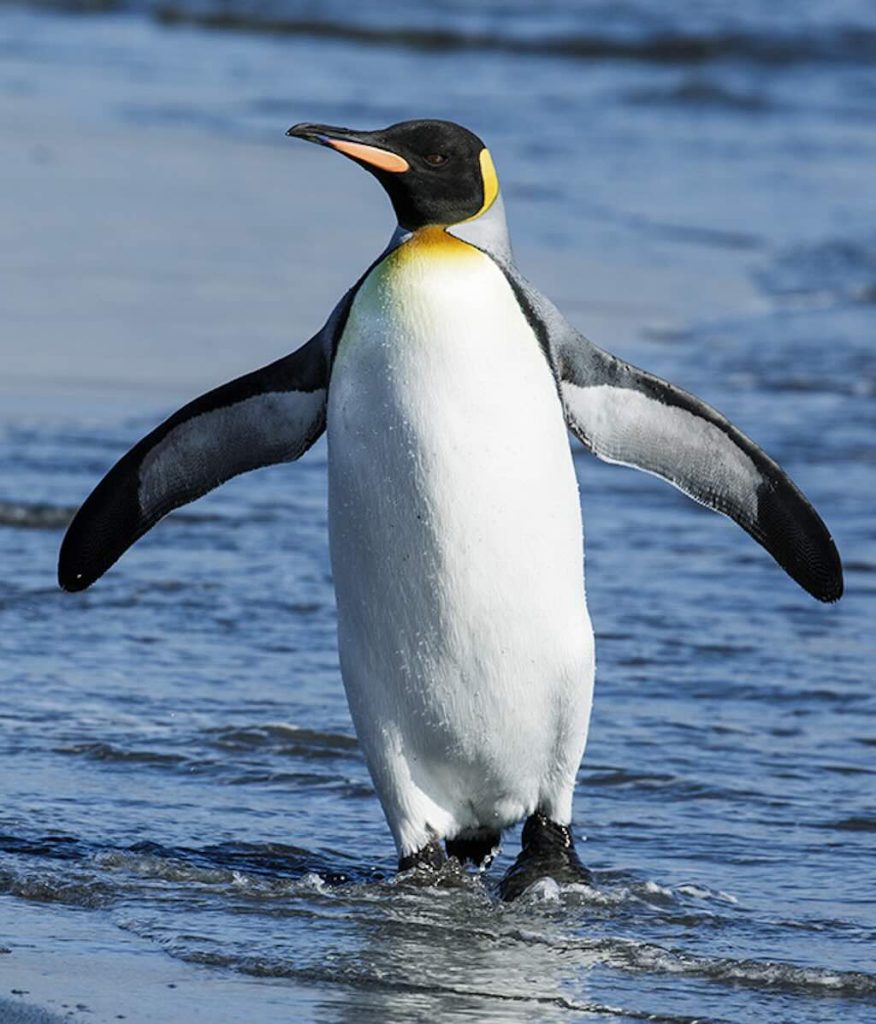 penguin-king