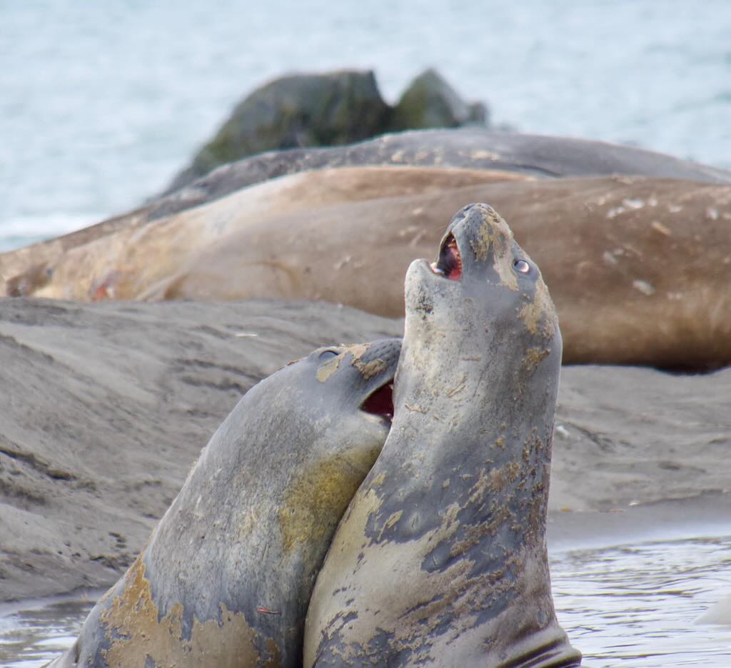 seal-play
