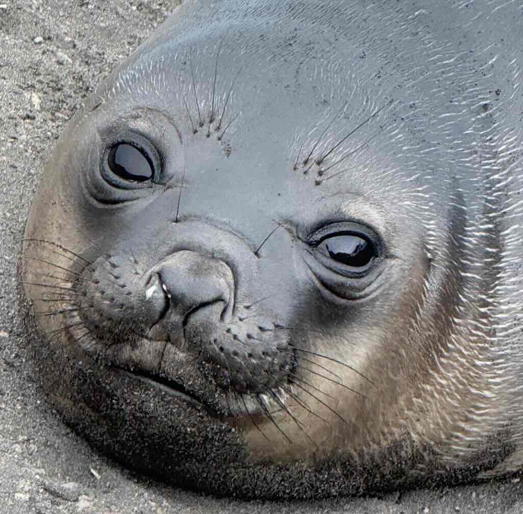 young-female-elephant-seal