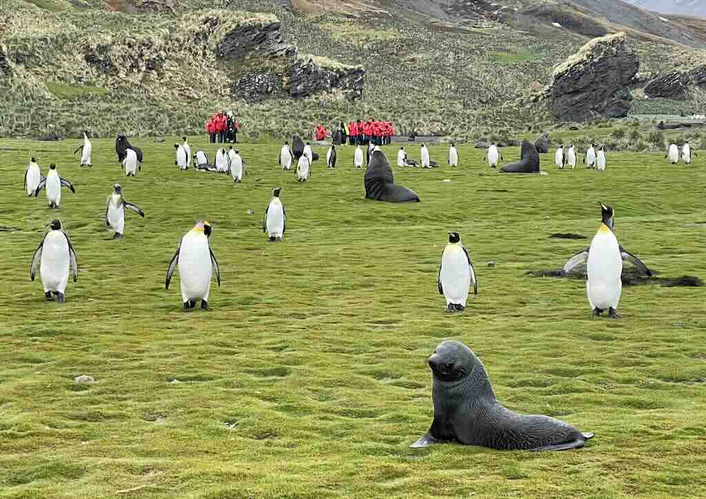 penguins