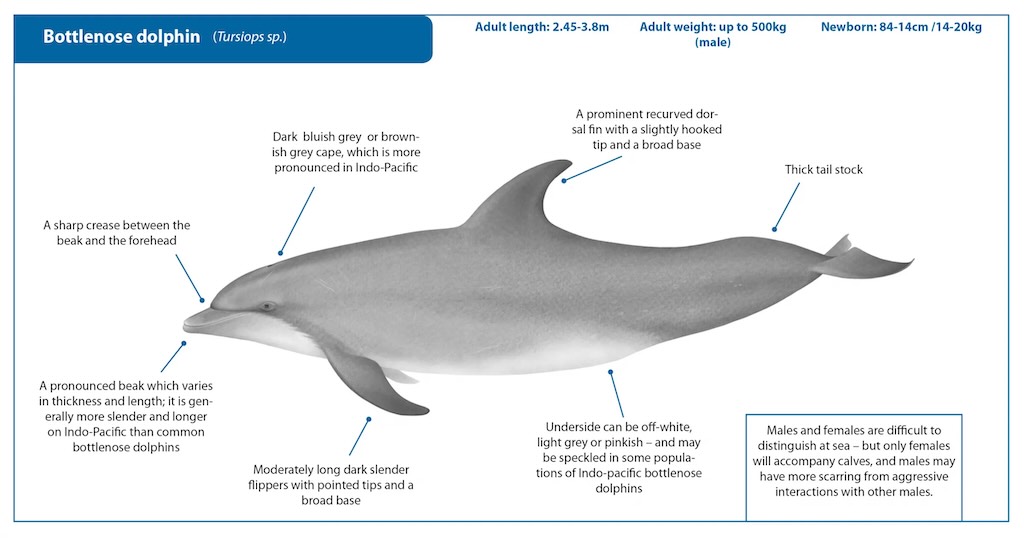 bottlenose-dolphin