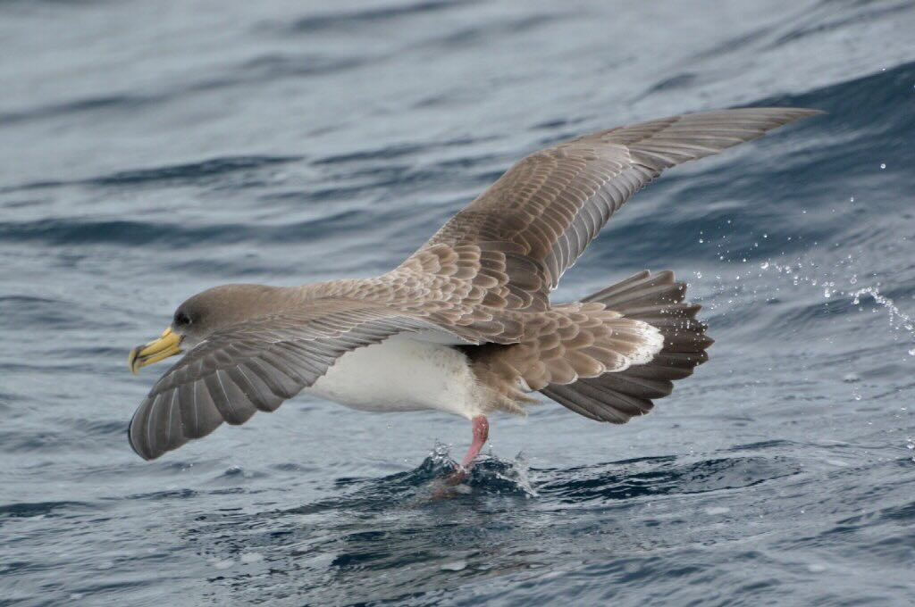 corys-shearwater