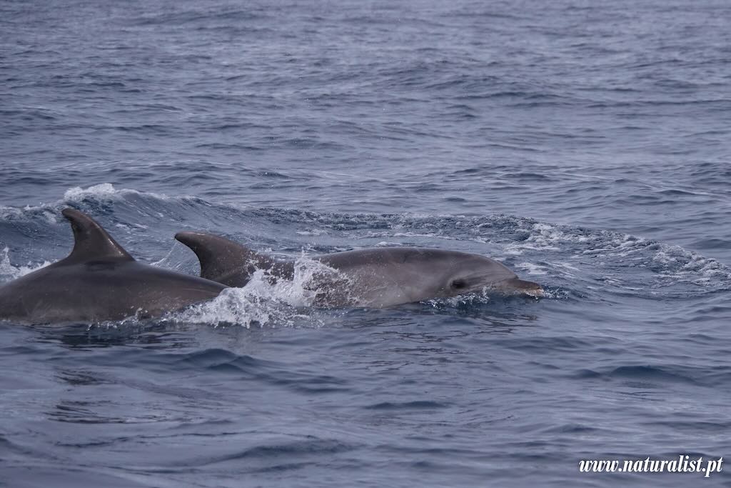 faial-18- bottlenose