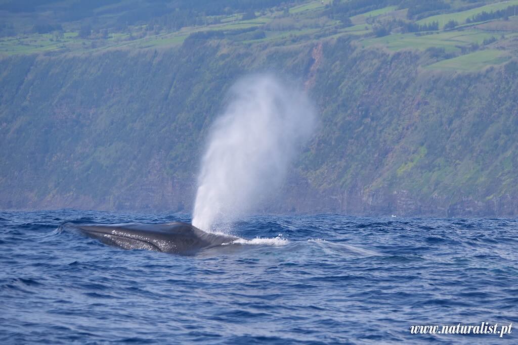 faial-18-sperm-1