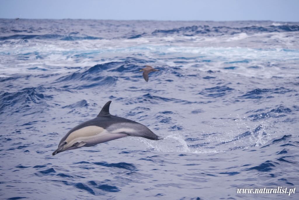 faial-common-dolpins