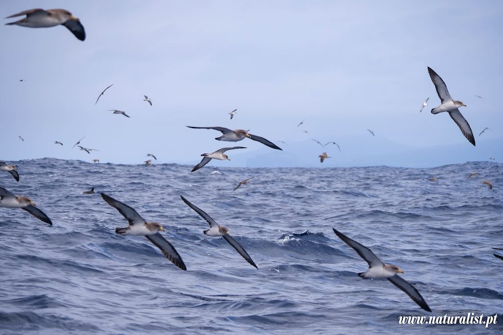 faial-corys-shearwaters