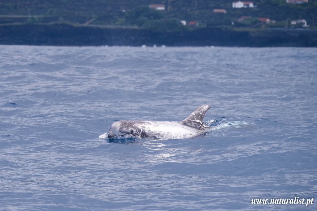 faial-rissos-dolphin