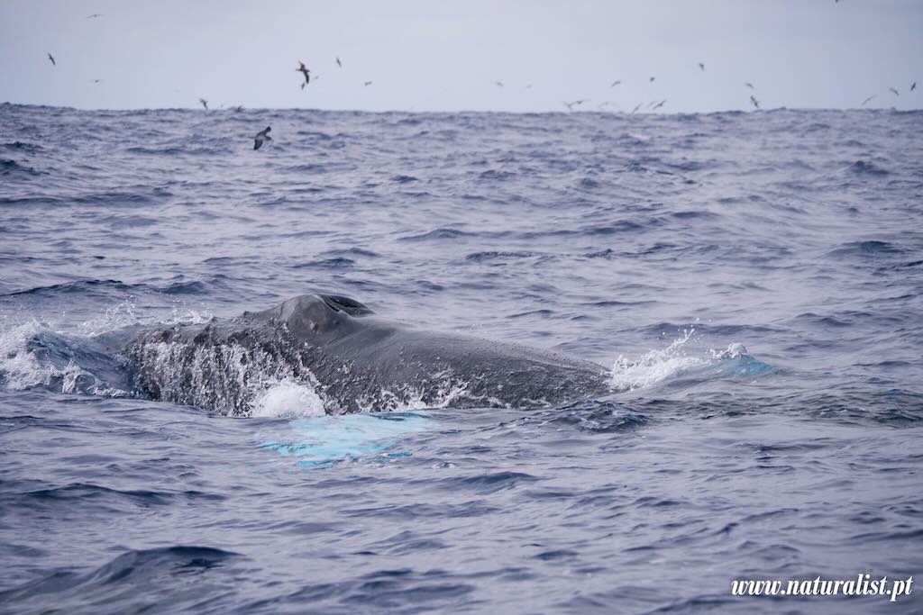 faial-whales