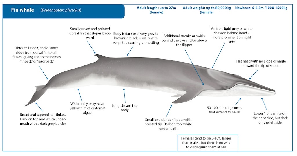 fin-whale