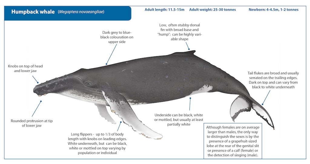 humpback-whale