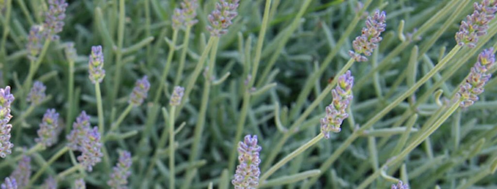 lavandula