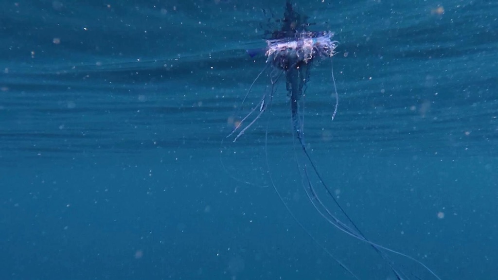 man-of-war-tentacles