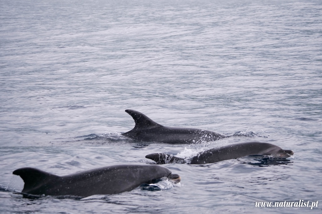 naturalist-bottlenose-dolphin-15th