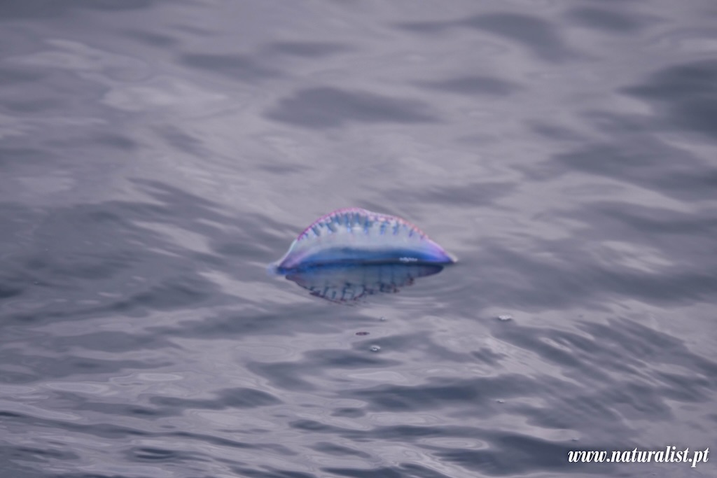 naturalist-man-of-war-15th
