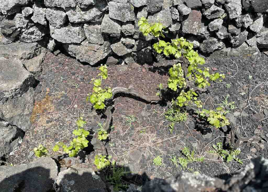 pico-vines