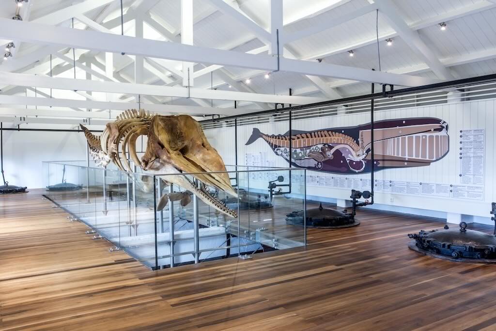 sperm-whale-1