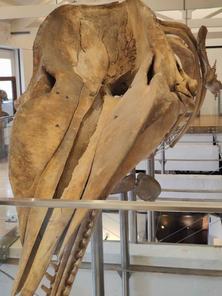 sperm-whale-3