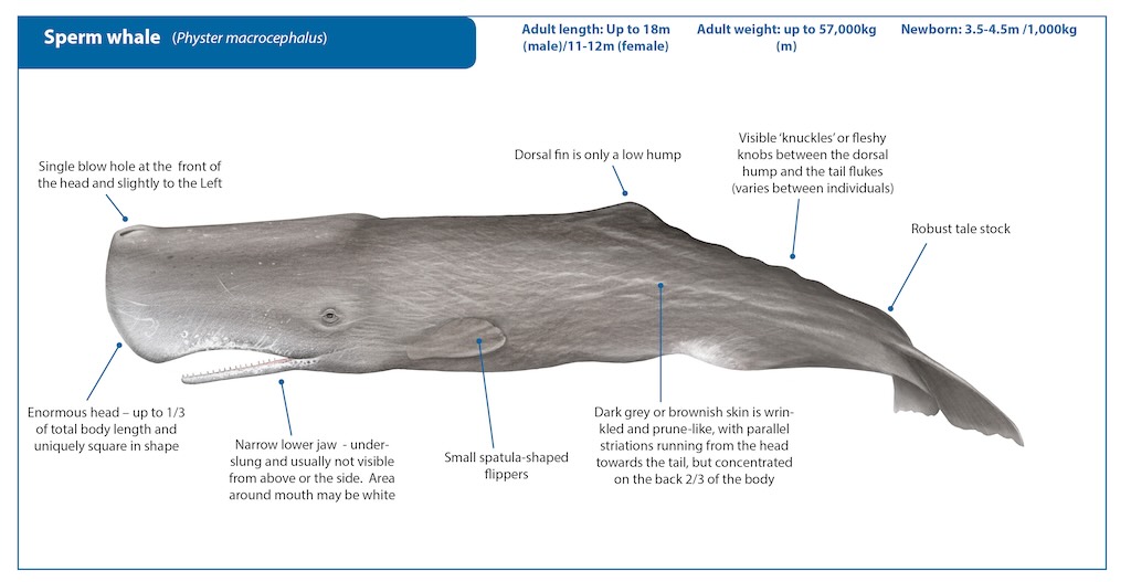 sperm-whale