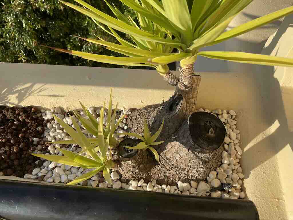 yucca-elephantipes