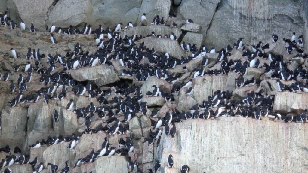 alkefjellet-guillemots