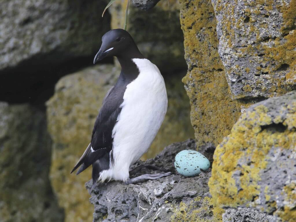 brunnichs-guillemots