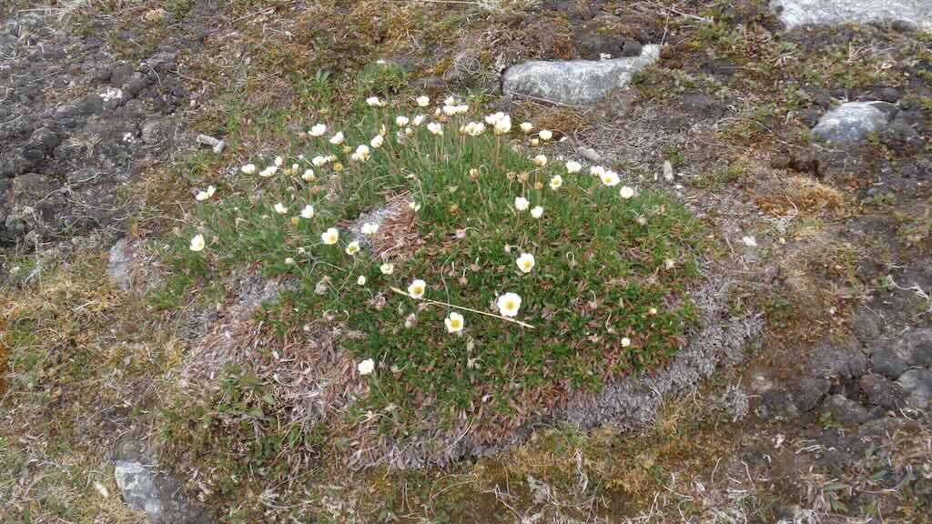 dryas-octopetala