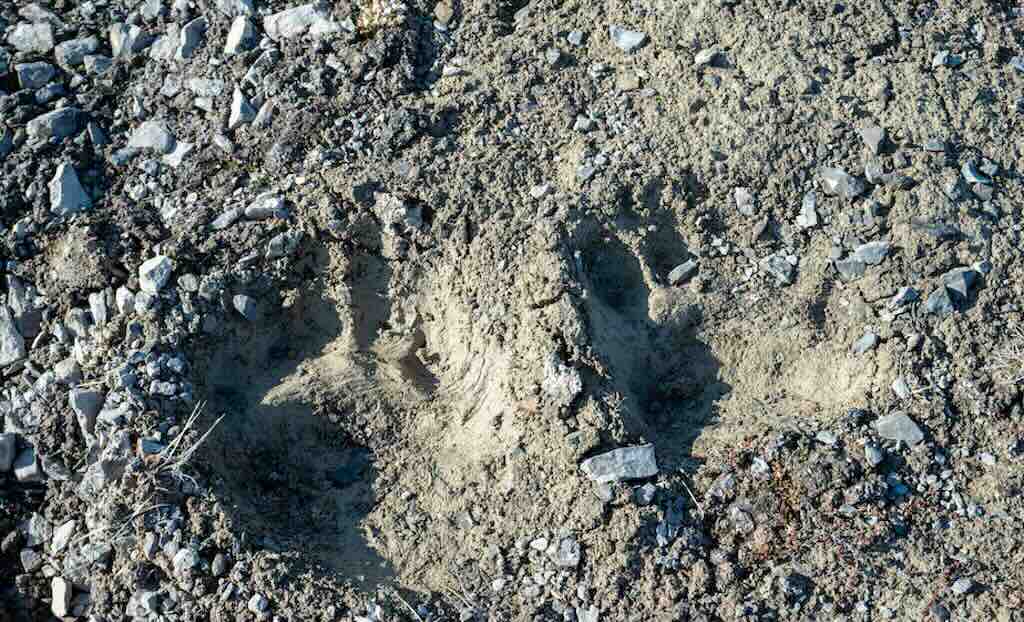 kinnvika-footprint