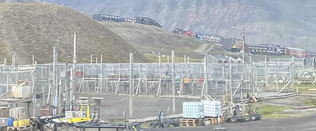 longyearbyen-dogs