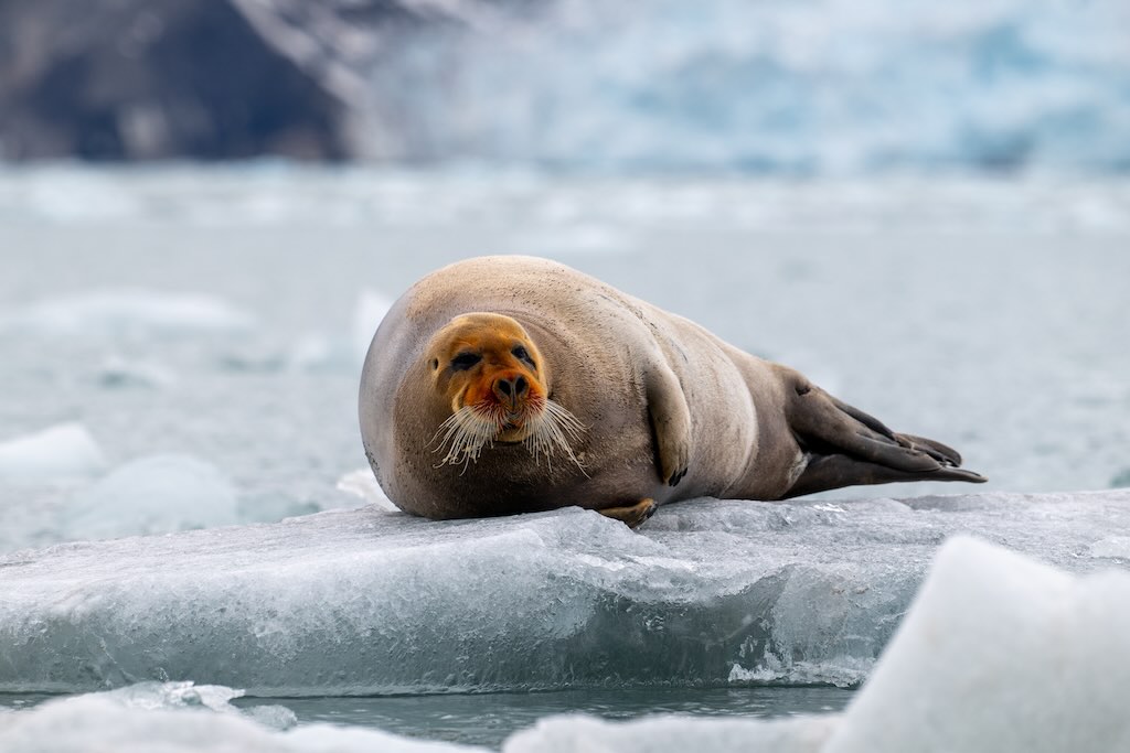 monacobreen-bearded seal