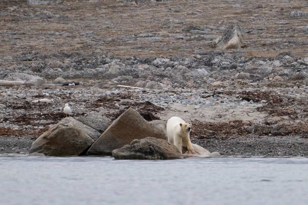polar-bear1-smeerenburg