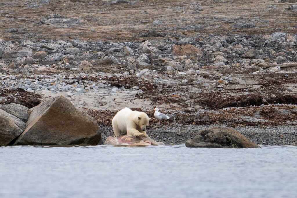 polar-bear2-smeerenburg