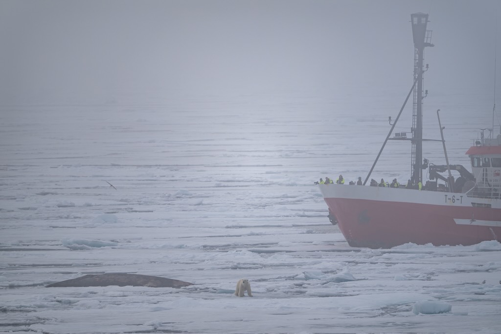 sea-ice-polar-bear