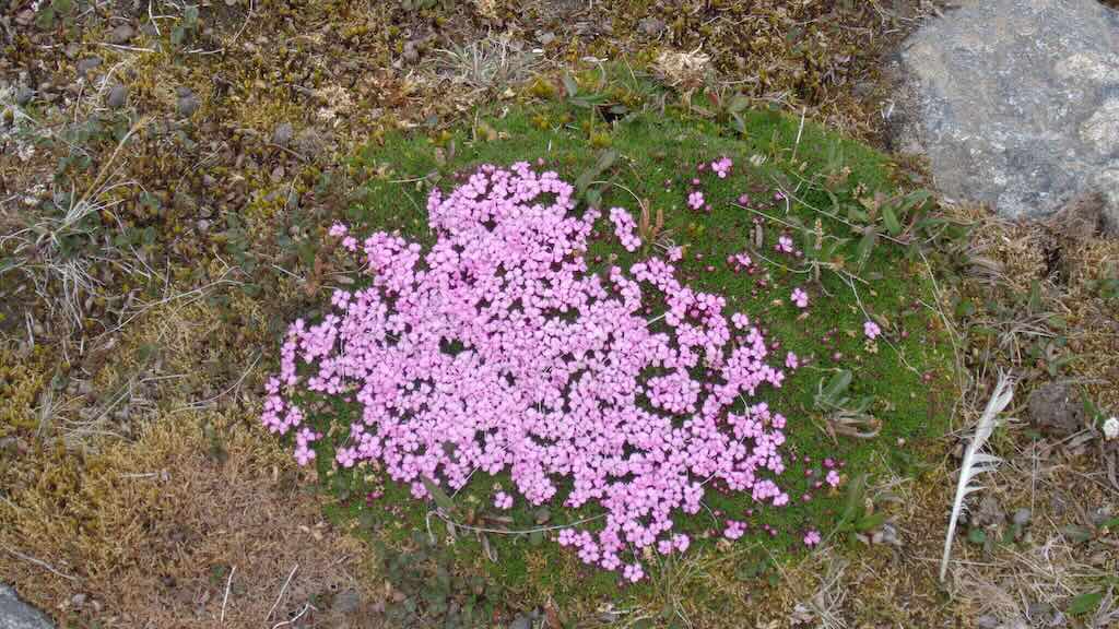 silene-acaulis