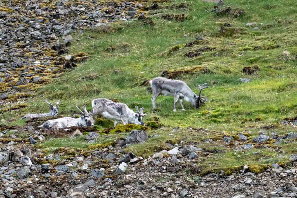 svalbard-reindeer