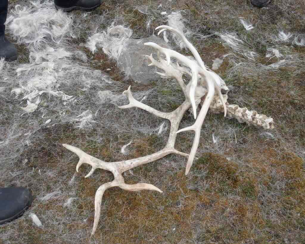 svalbard-reindeer
