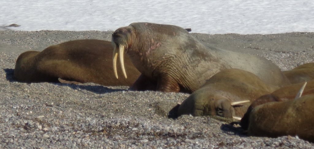 walrus-tusks
