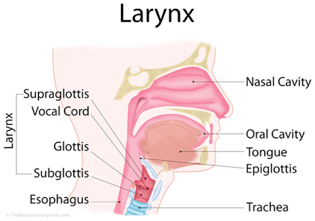 Larynx