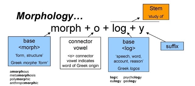 Morphology