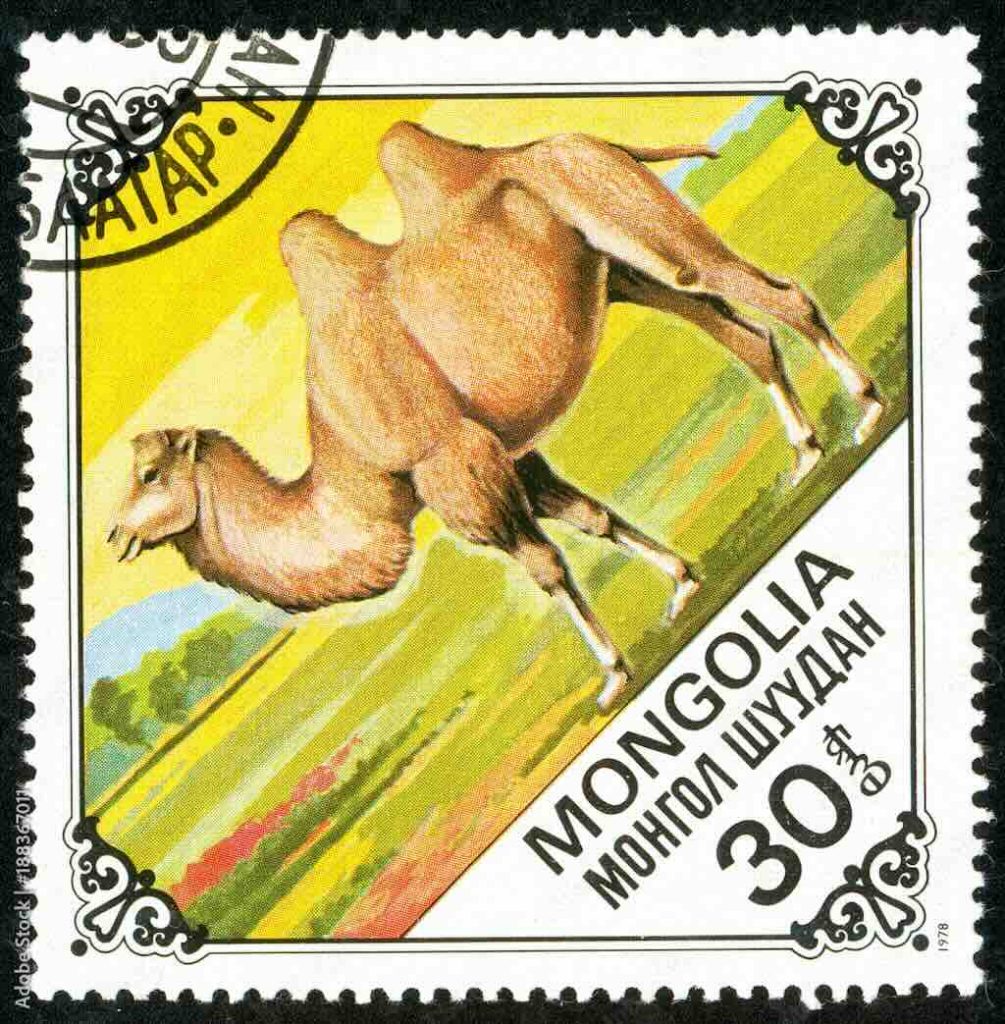 Mongolia Camel Stamp