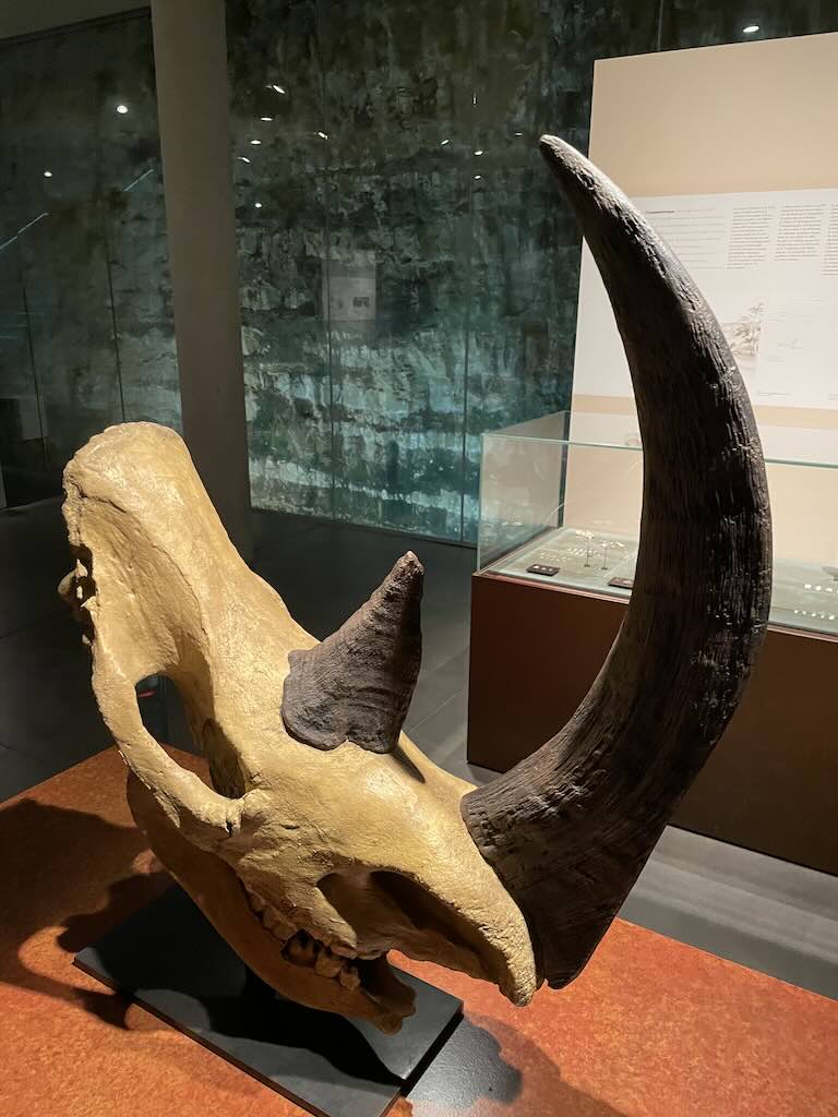 Woolly Rhinoceros